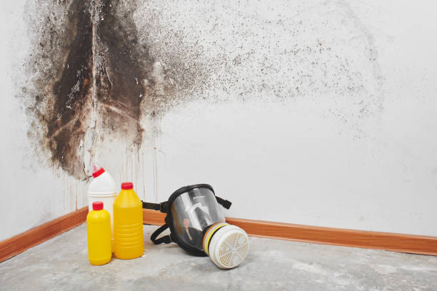 Best Attic Mold Removal  in Kentwood, MI