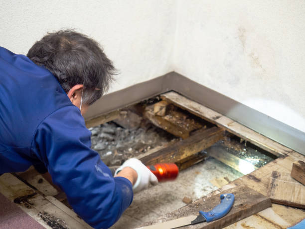 Best Commercial Mold Removal  in Kentwood, MI