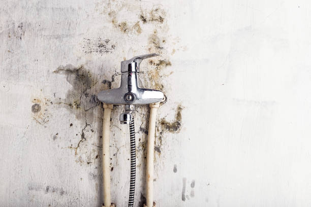 Best Office Mold Removal Services  in Kentwood, MI