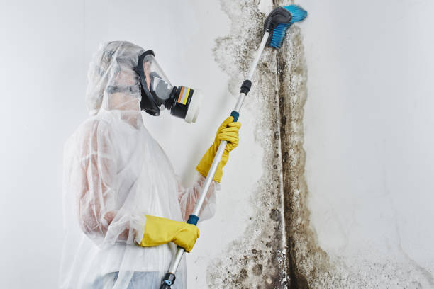 Best Fast Mold Removal  in Kentwood, MI
