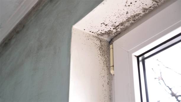 Best Professional Mold Removal  in Kentwood, MI