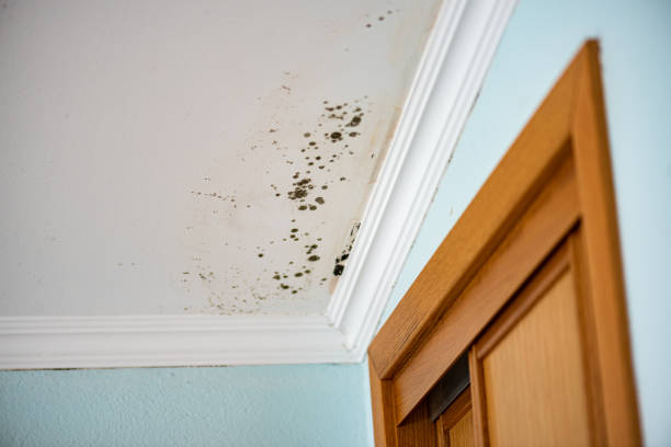 Best Toxic Mold Removal  in Kentwood, MI