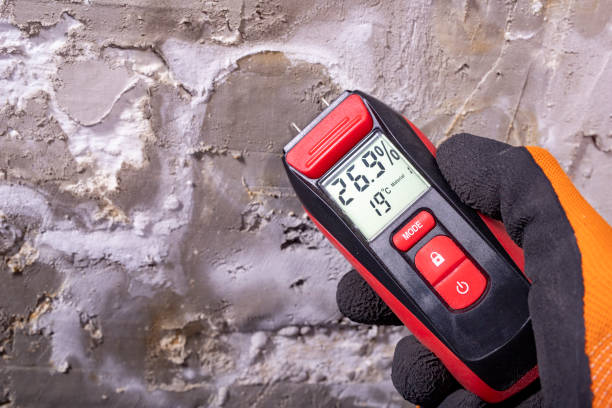 Best Mold Damage Repair  in Kentwood, MI