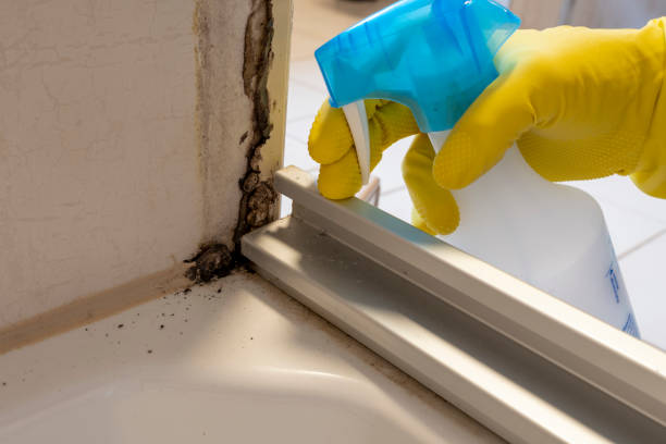 Office Mold Removal Services in Kentwood, MI