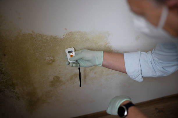 Best Mold Inspection  in Kentwood, MI