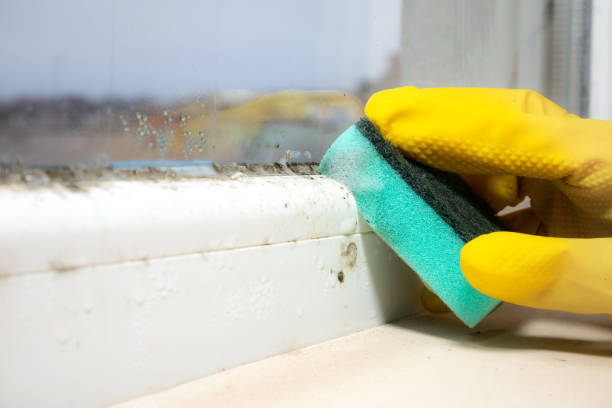 Best Commercial Mold Removal  in Kentwood, MI