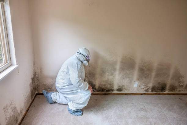 Crawl Space Mold Removal in Kentwood, MI