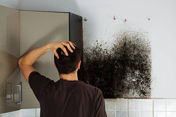 Best Attic Mold Removal  in Kentwood, MI