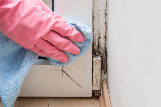 Best Mold Removal Process  in Kentwood, MI
