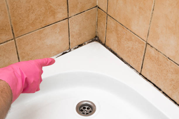 Best Local Mold Removal Service  in Kentwood, MI